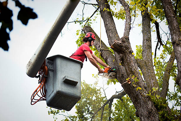 Trusted Lakeside Park, KY Tree Service Experts